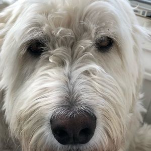 Meet your Posher, Abby